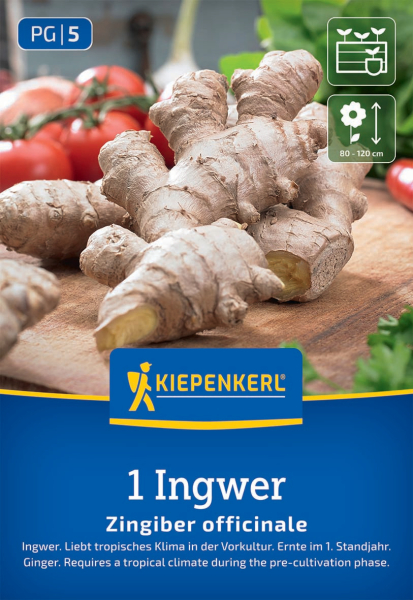 Ingwer Zingiber officinalis
