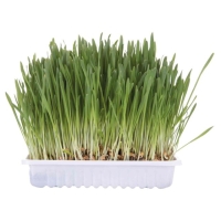 Katzengras Nachfüllbeutel