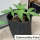 Easy-Growkit (Growset speziell für Automatics) - perfekt für Anfänger!