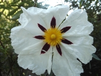 Lackzistrose Cistus ladanifer