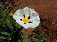Lackzistrose Cistus ladanifer