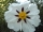 Lackzistrose Cistus ladanifer