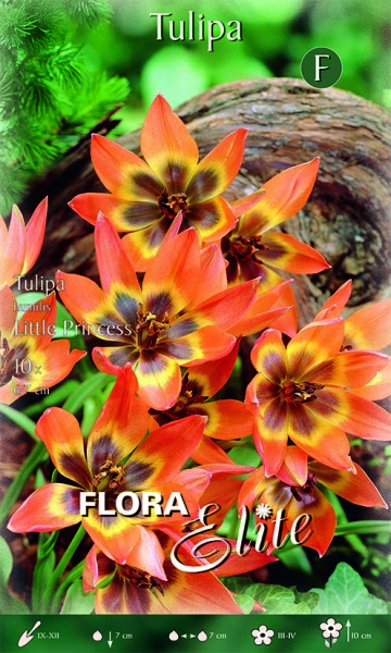 Tulpe humilis Little Princess 10cm 10 Stk.