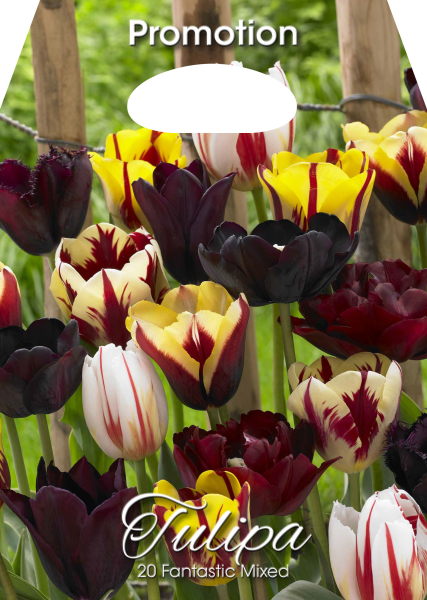 Tulpen Fantastic Mischung 20St.