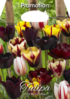 Tulpen Fantastic Mischung 20St.