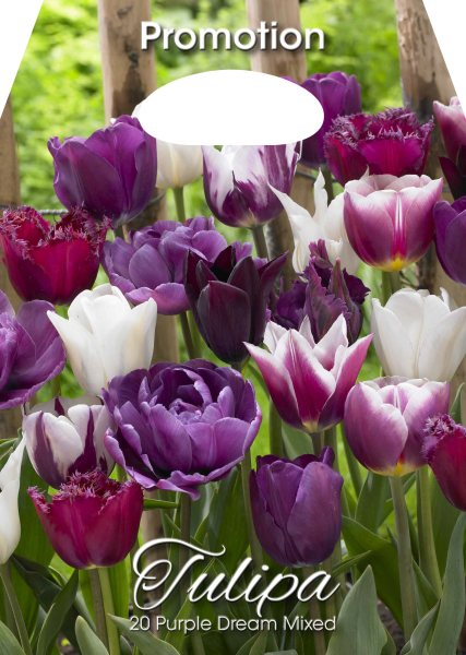 Tulpen Purple Dream Mischung 20St.