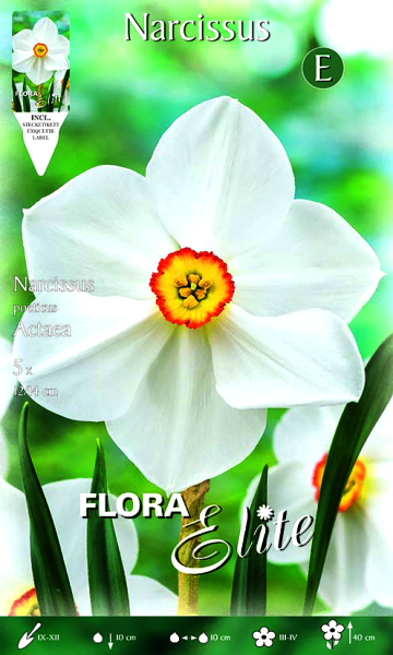 Dichternarzisse Actaea