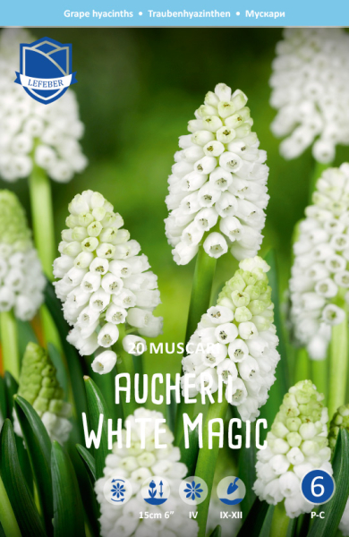 Muscari White Magic 20stk.