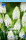 Muscari White Magic 20stk.