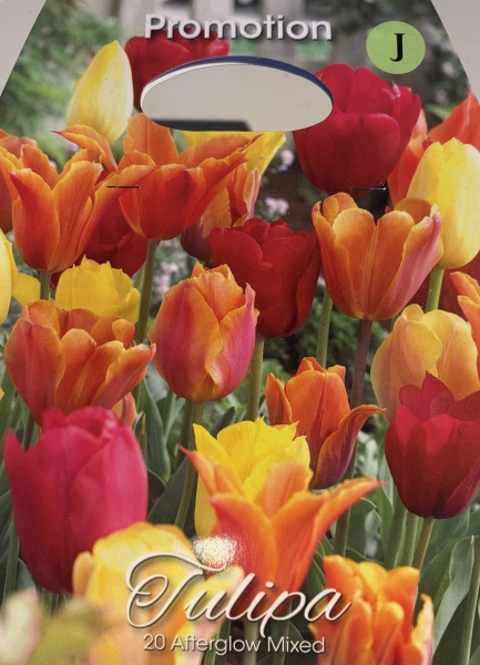 Tulpen Afterglow Mischung 20St.