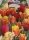 Tulpen Afterglow Mischung 20St.