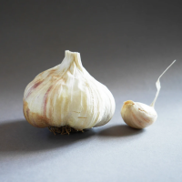 Bio-Knoblauch Therador 1 Knolle lose