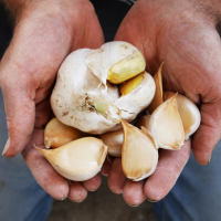 Bio-Elefantenknoblauch 1 Zehe lose