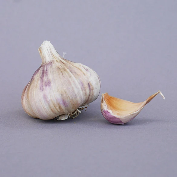 Bio-Knoblauch Germidour 10 Knollen lose