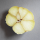 Bio-Elefantenknoblauch 10 Zehen lose