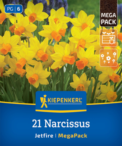 Alpenveilchen-Narzisse Jetfire 21stk.