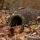 Igel-Haus aus Weide und Reet
