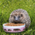 Igel-Schale