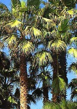 Palmettopalme MHD 12/26