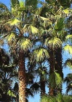Palmettopalme MHD 12/26