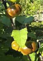 Afrikanische Eierfrucht MHD 12/26