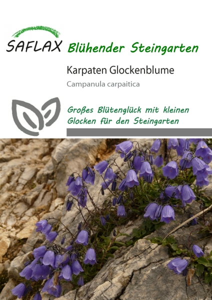 Karparten Glockenblume