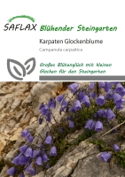 Karparten Glockenblume