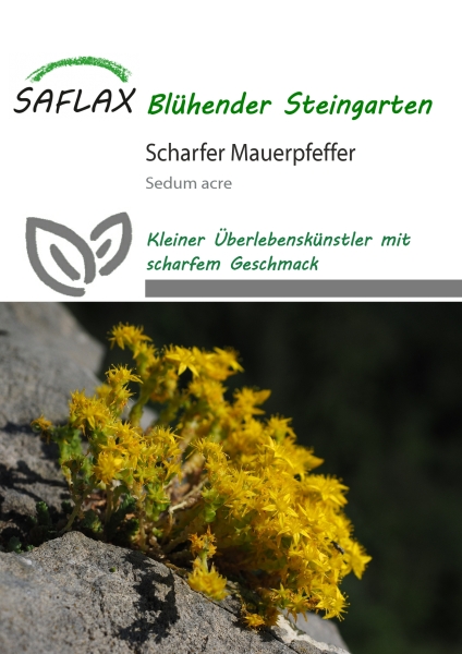 Scharfer Mauerpfeffer