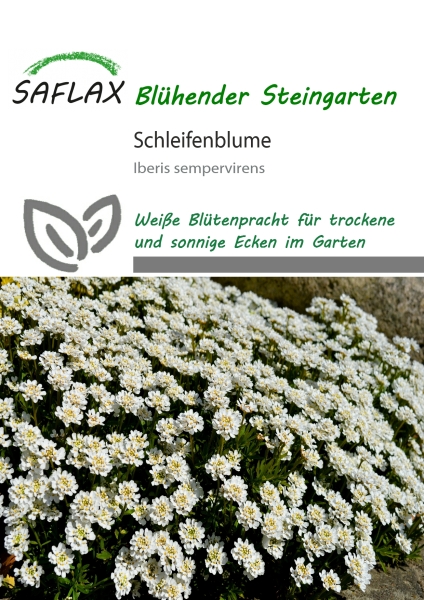 Schleifenblume