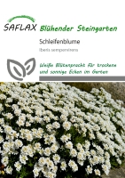 Schleifenblume
