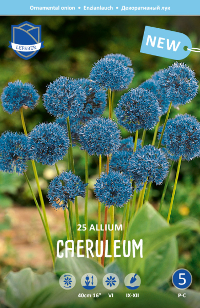 Allium Caeruleum 25stk.
