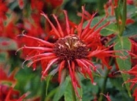 Indianernessel Monarda