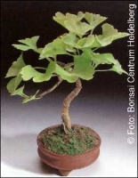 Ginkgo Freilandbonsai