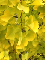 Ginkgo Freilandbonsai