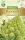 Blumenkohl Romanesco Precoce
