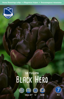 Tulpe Black Hero 50cm 10 Stk.