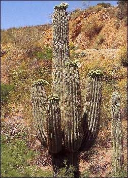 Mexikanischer Riesenkaktus, 3,95