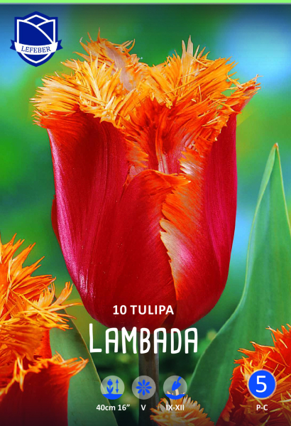 Tulpe Lambada