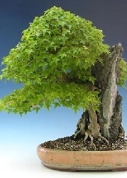 Dreispitzahorn Freilandbonsai, 3,95