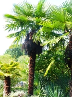 Hanfpalme