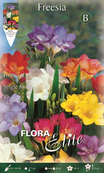 Freesien ungefüllt 15St.