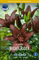 Lilie Asiatic Night Rider 3St.