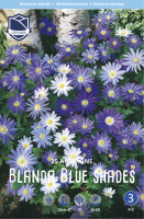 Anemone Blanda Blue Shades 10cm 25 Stk.