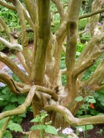 Indische Kreppmyrte Zimmerbonsai