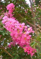 Indische Kreppmyrte Zimmerbonsai