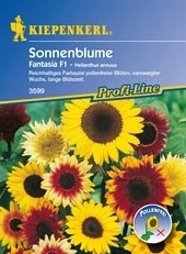 Sonnenblume ca.200cm Fantasia Mix
