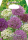 Allium Mischung 15St.