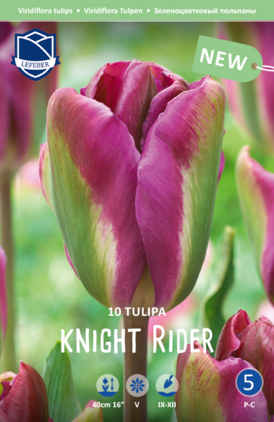 Tulpe Knight Rider 50cm 10 Stk.