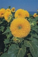 Sonnenblume Hohe Sonnengold ca.150cm
