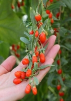Goji-Beere Tibet